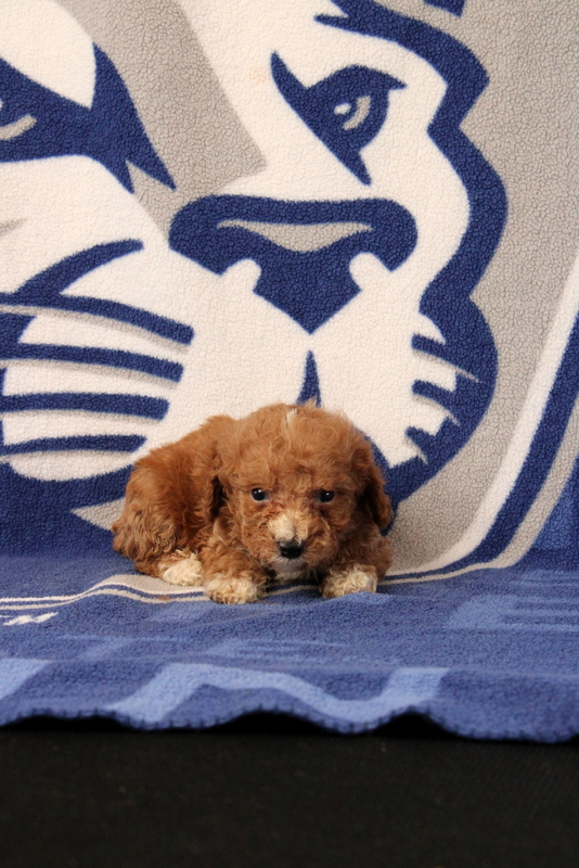 puppy, for, sale, Toy Poodle, Matthew B. Stoltzfus, dog, breeder, Gap, PA, dog-breeder, puppy-for-sale, forsale, nearby, find, puppyfind, locator, puppylocator, aca